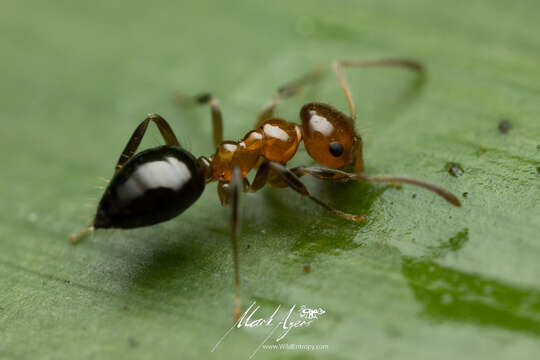 Image of Prolasius convexus McAreavey 1947