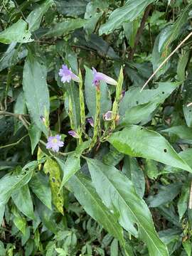 Strobilanthes longespicatus Hayata resmi