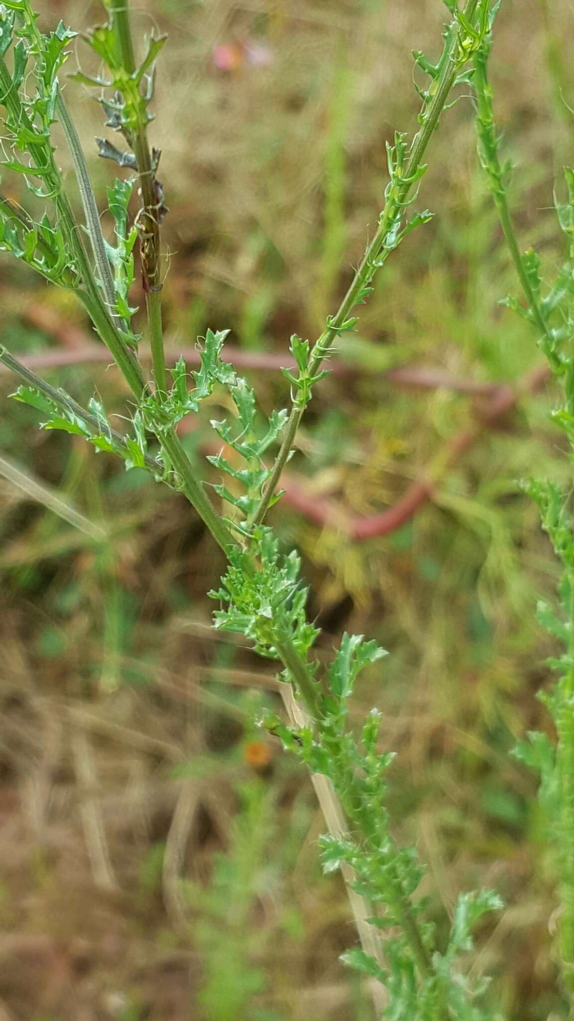 Imagem de Adenophyllum porophyllum (Cav.) Hemsl.