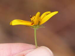 Image of Bidens bicolor Greenm.