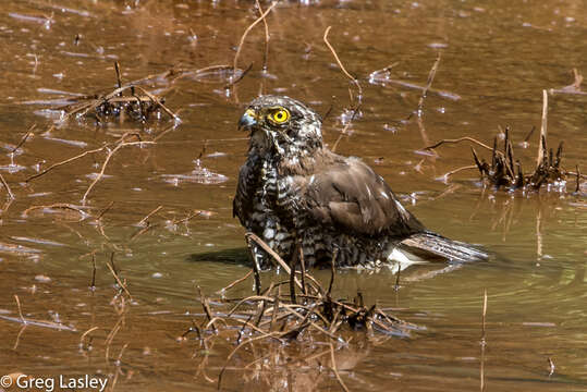 Image of Madagascan Sparrowhawk