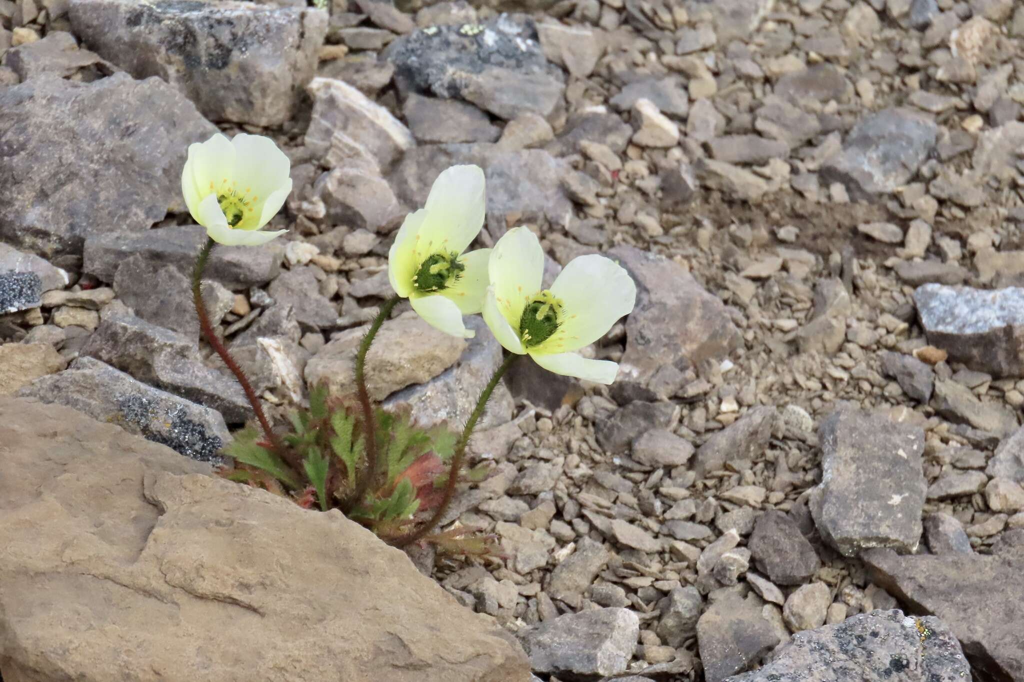 Image of rooted poppy