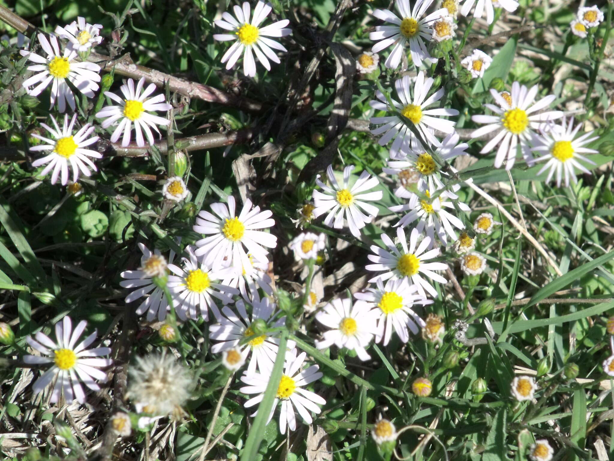 Слика од Symphyotrichum subulatum var. ligulatum S. D. Sundberg