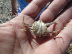 Image of Mediterranean nut crab