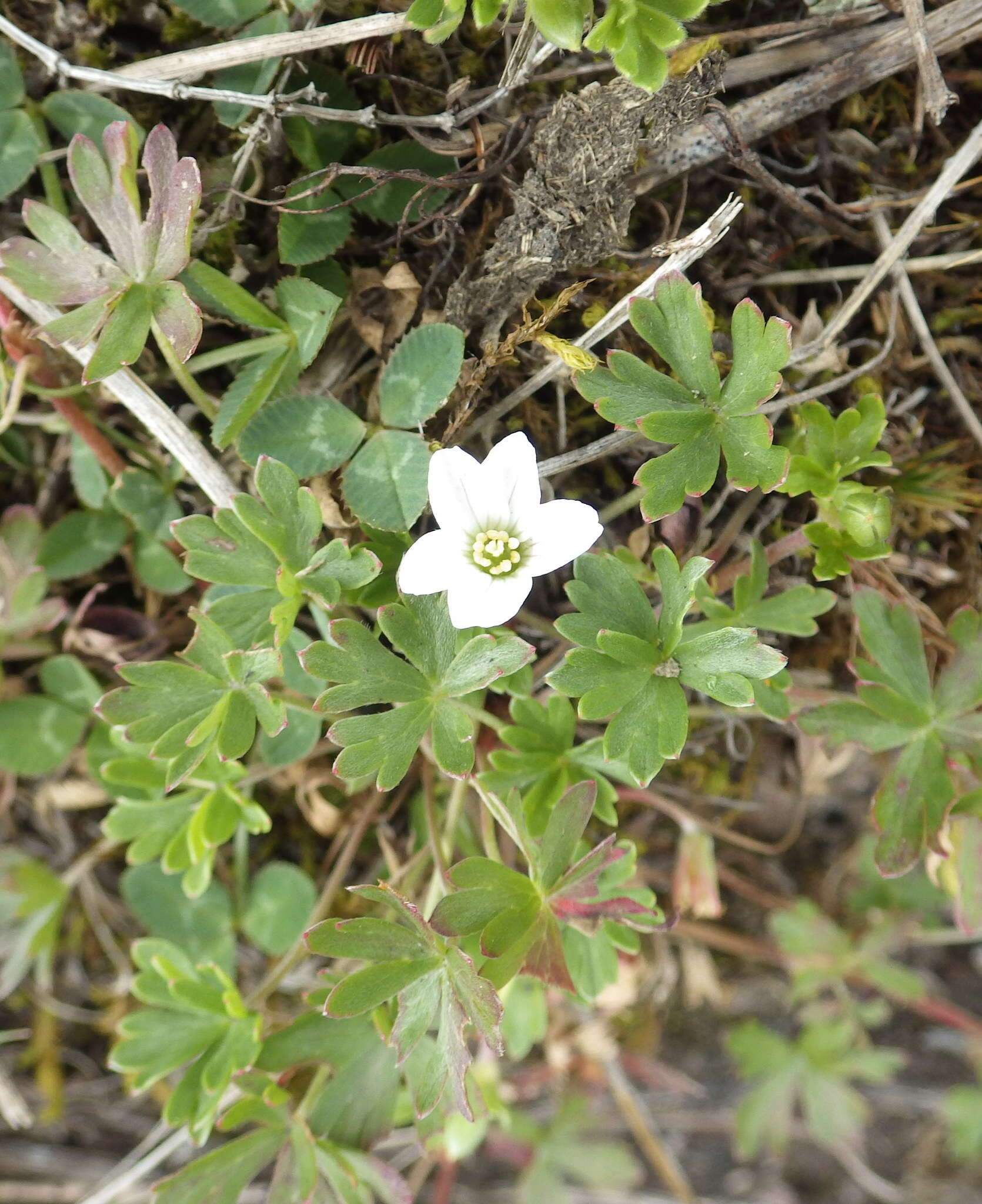 Image of Geranium diffusum Kunth ex Humb., Bonpl. & Kunth