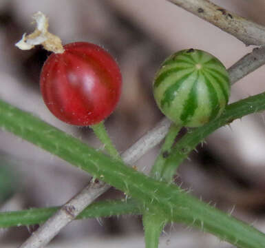 Image of Cucumis variabilis P. Sebastian & I. Telford