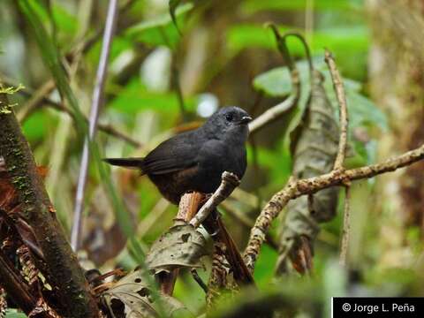 Image of Magdalena Tapaculo