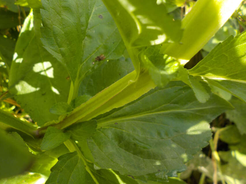 Imagem de Scrophularia umbrosa Dum.