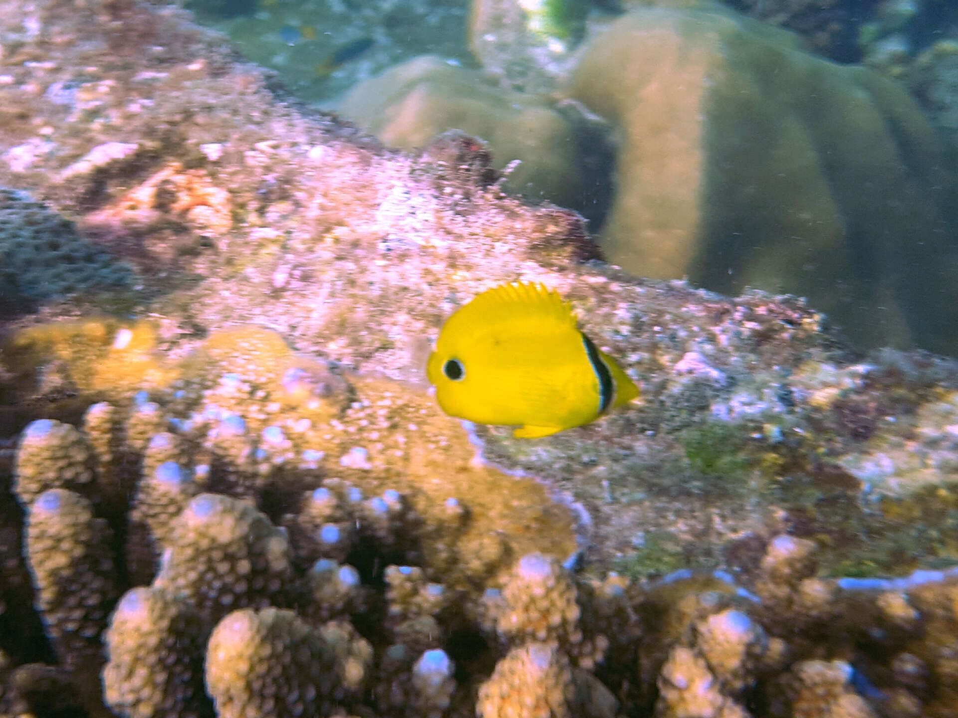 Image of Yellow Butterflyfish