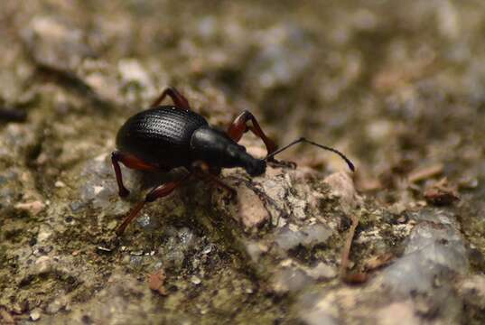 Image of Otiorhynchus (Otiorhynchus) tenebricosus (Herbst 1784)