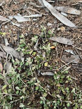 Image of Desert goosefoot