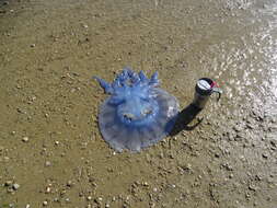 Image of barrel jellyfish