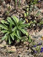 Plancia ëd Echium rosulatum subsp. davaei (Rouy) Coutinho