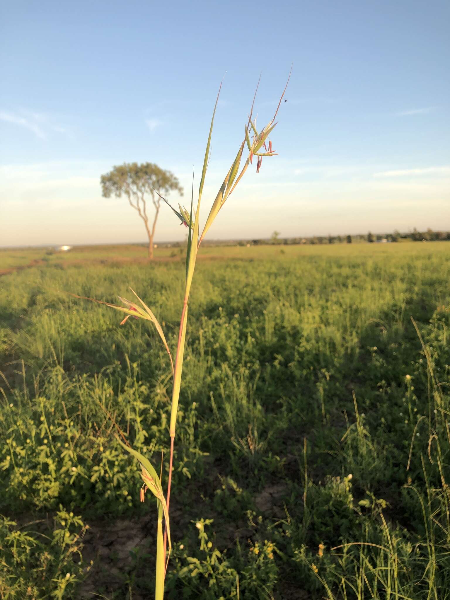 Plancia ëd Themeda avenacea (F. Muell.) T. Durand & B. D. Jacks.