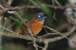 Image of Grey-headed Babbler