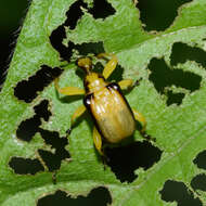 Image of Paratomapoderus balteus Legalov 2007