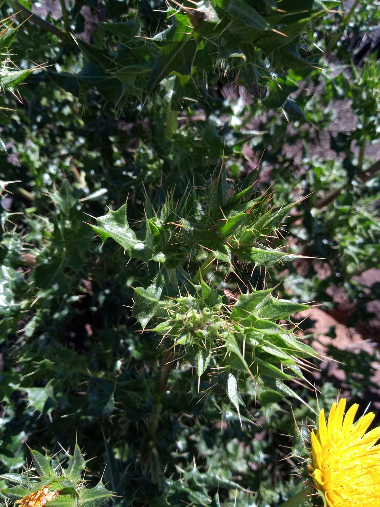 Image of Berkheya spinosissima subsp. spinosissima