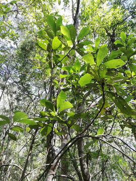 Image of Brachylaena glabra (L. fil.) Druce