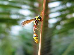 Image of Yellow and black potter wasp
