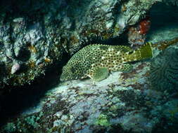 Слика од Epinephelus adscensionis (Osbeck 1765)