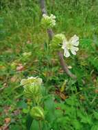 Imagem de Silene latifolia subsp. latifolia