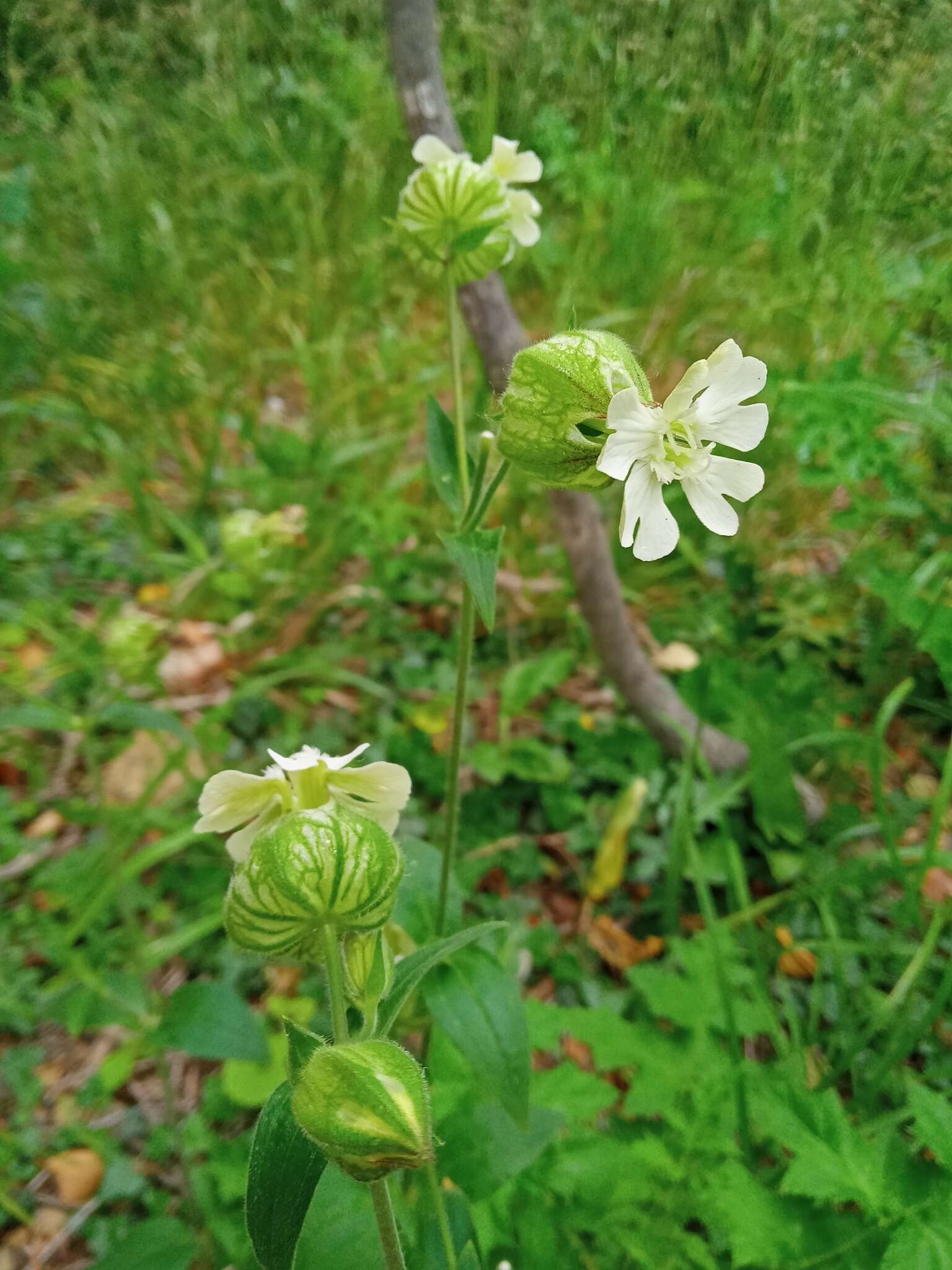 Imagem de Silene latifolia subsp. latifolia