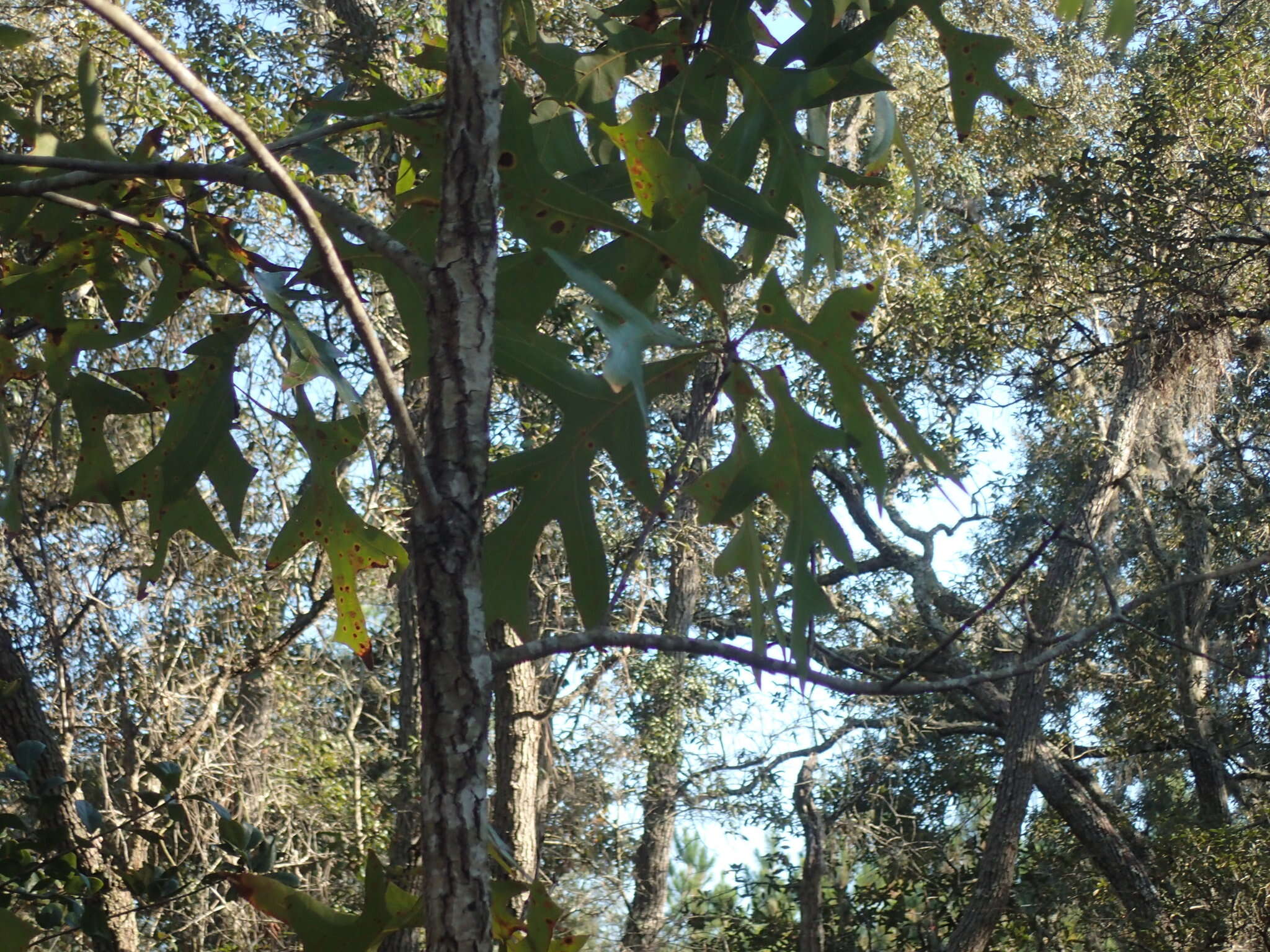 Image of Turkey Oak