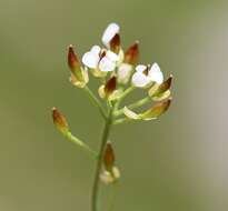 Image of Hornungia alpina subsp. alpina