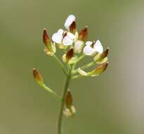 Imagem de Hornungia alpina subsp. alpina