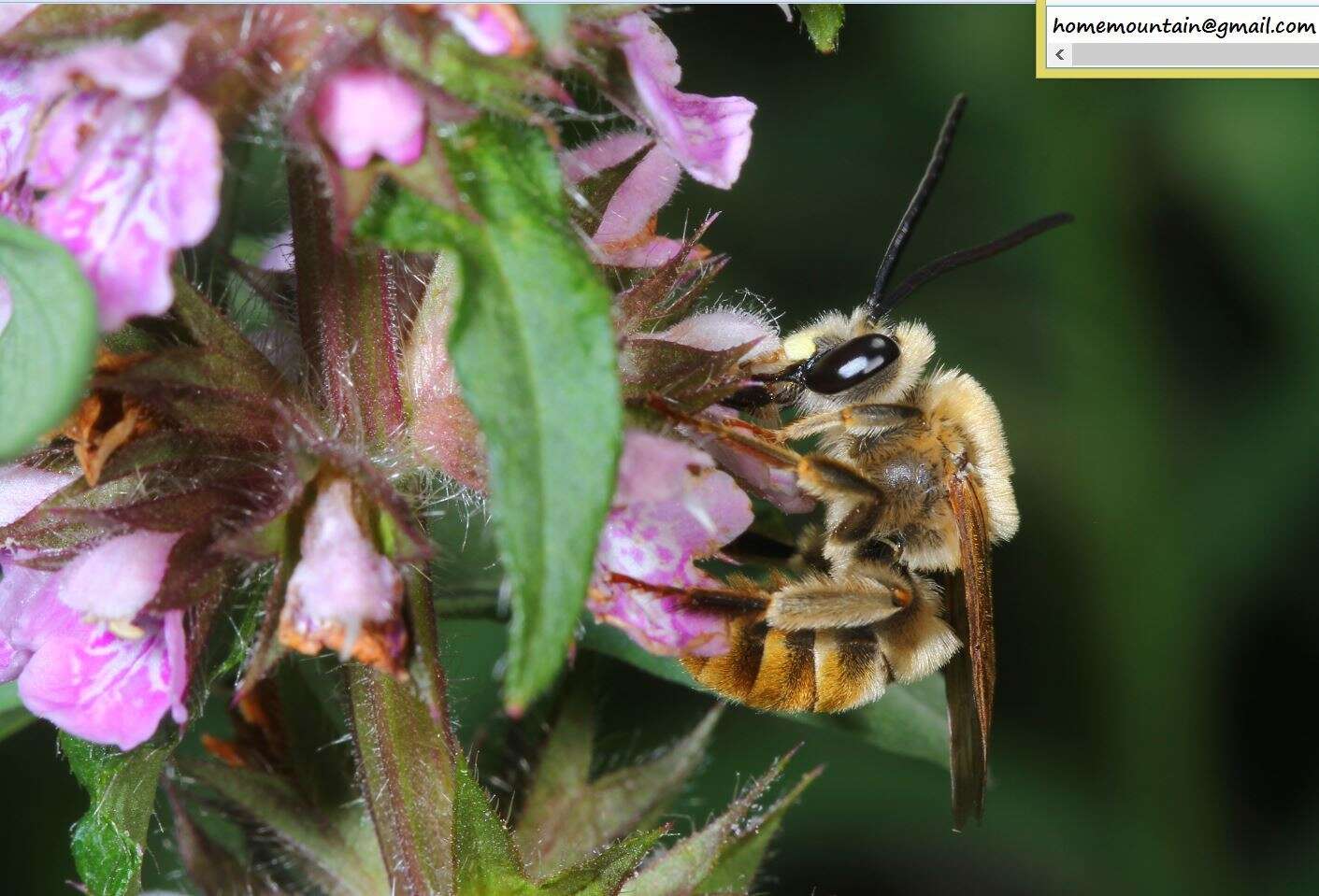 Image of Eucera pekingensis Yasumatsu 1946