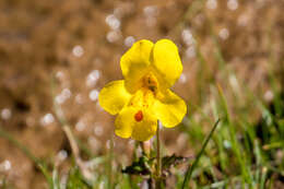 Imagem de Erythranthe lutea (L.) G. L. Nesom