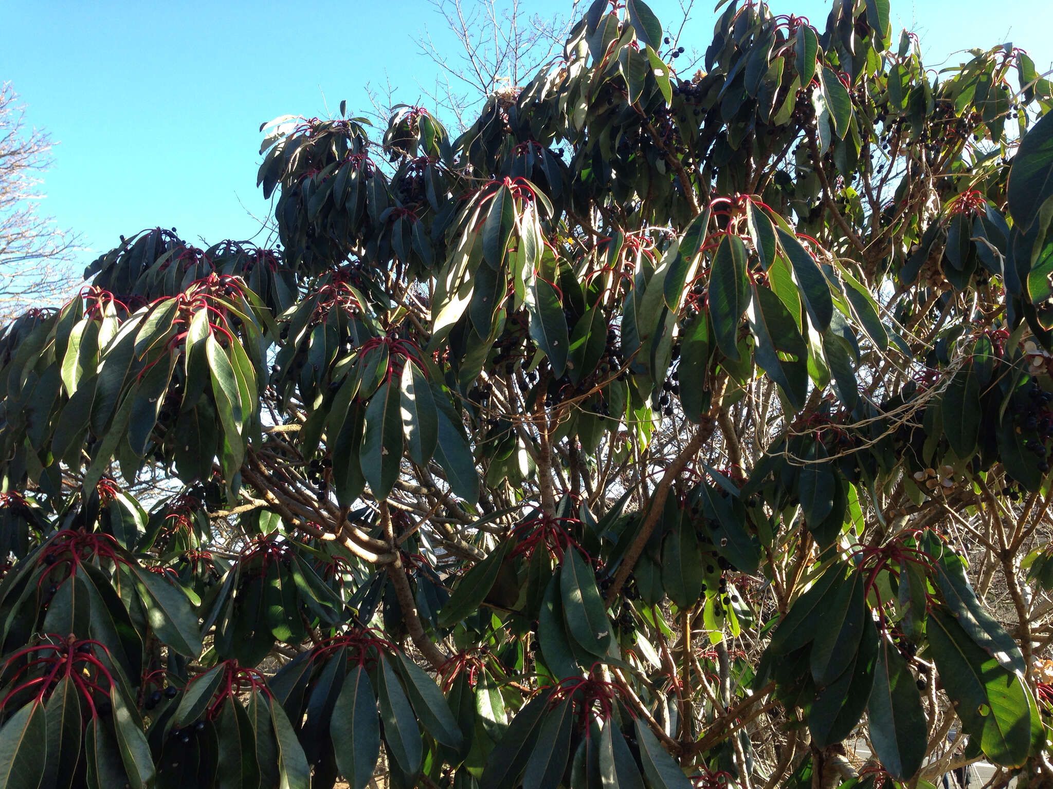 Imagem de Daphniphyllum macropodum Miq.