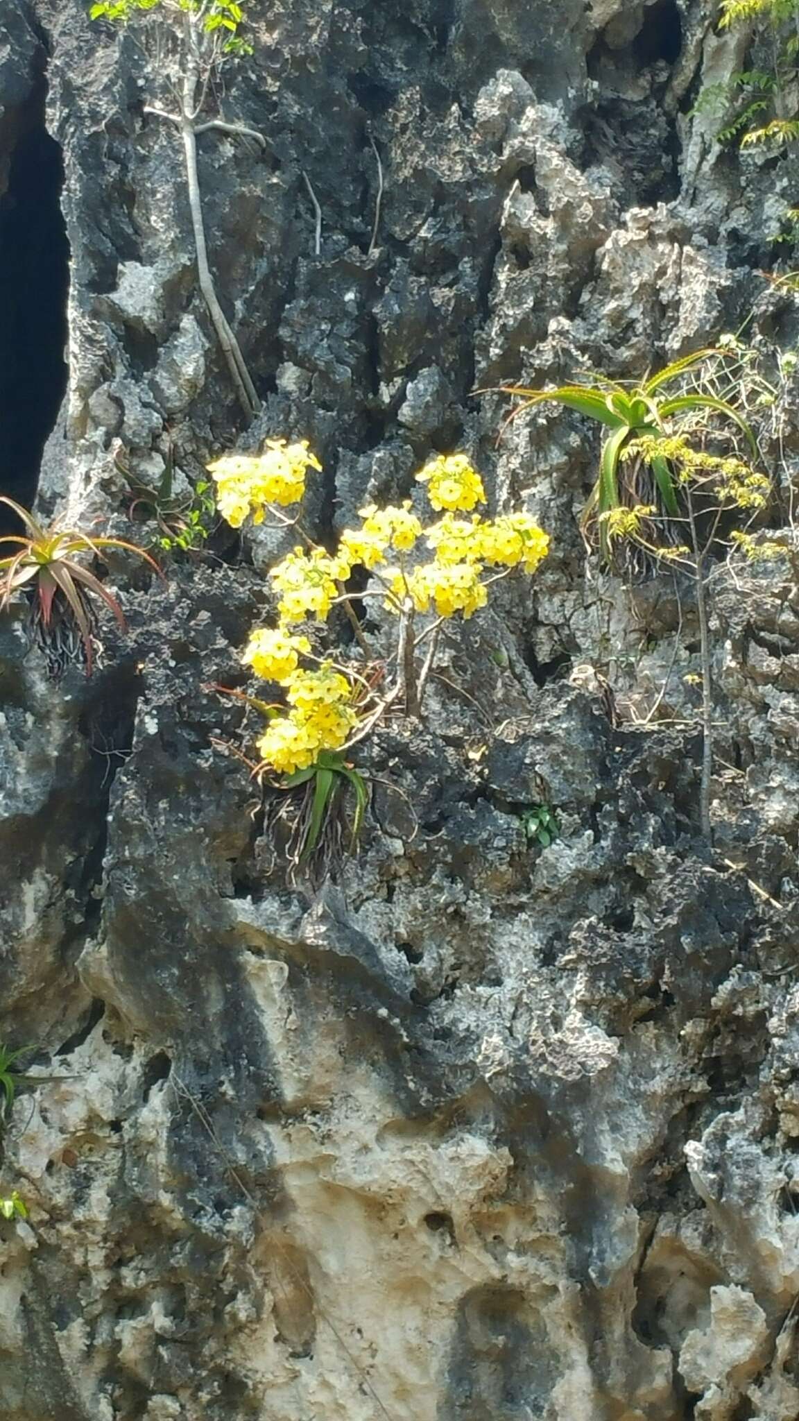 صورة Uncarina peltata (Baker) Stapf