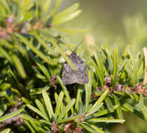 Imagem de Acleris gloveranus Walsingham 1879