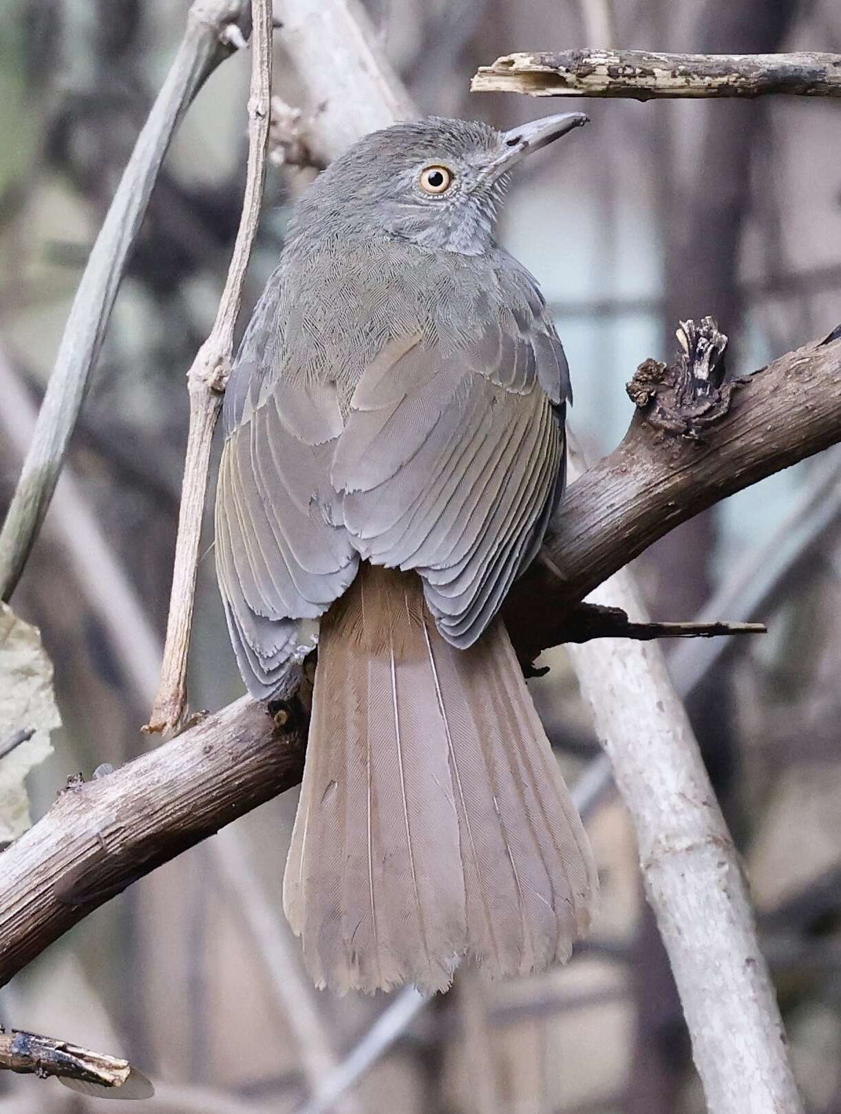 Image of Grey-olive Bulbul