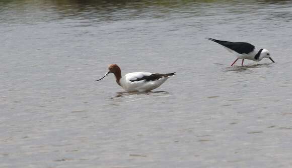 Image of Australian Red-necked Avocet