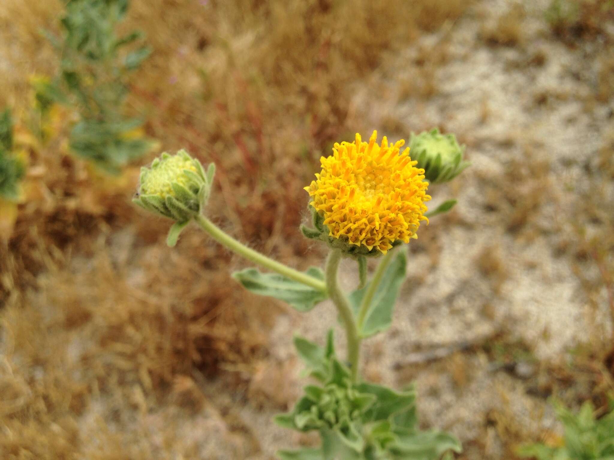 Plancia ëd Geraea viscida (A. Gray) Blake