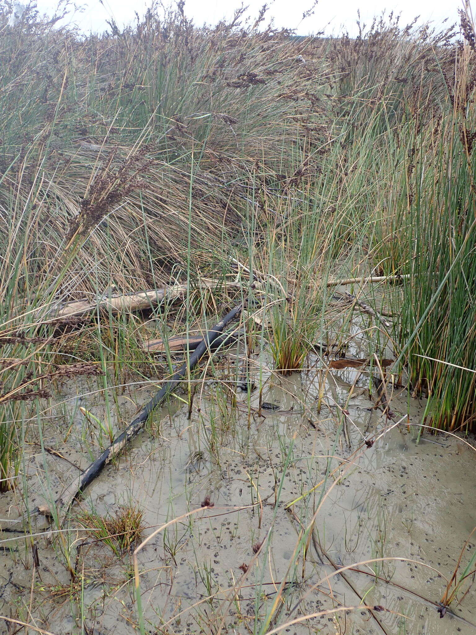 Image of Potamopyrgus estuarinus Winterbourn 1970