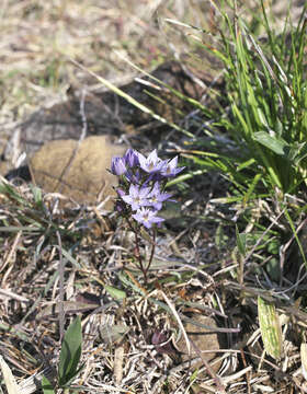 Image of Swertia pseudochinensis Hara