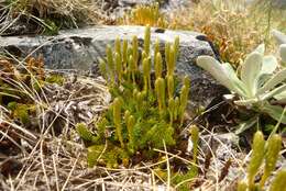 Imagem de Austrolycopodium fastigiatum (R. Br.) Holub