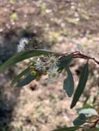 Слика од Eucalyptus crebra F. Müll.