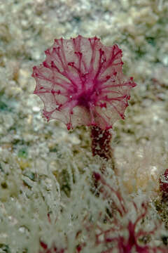 Image of Oceanapia sagittaria (Sollas 1902)