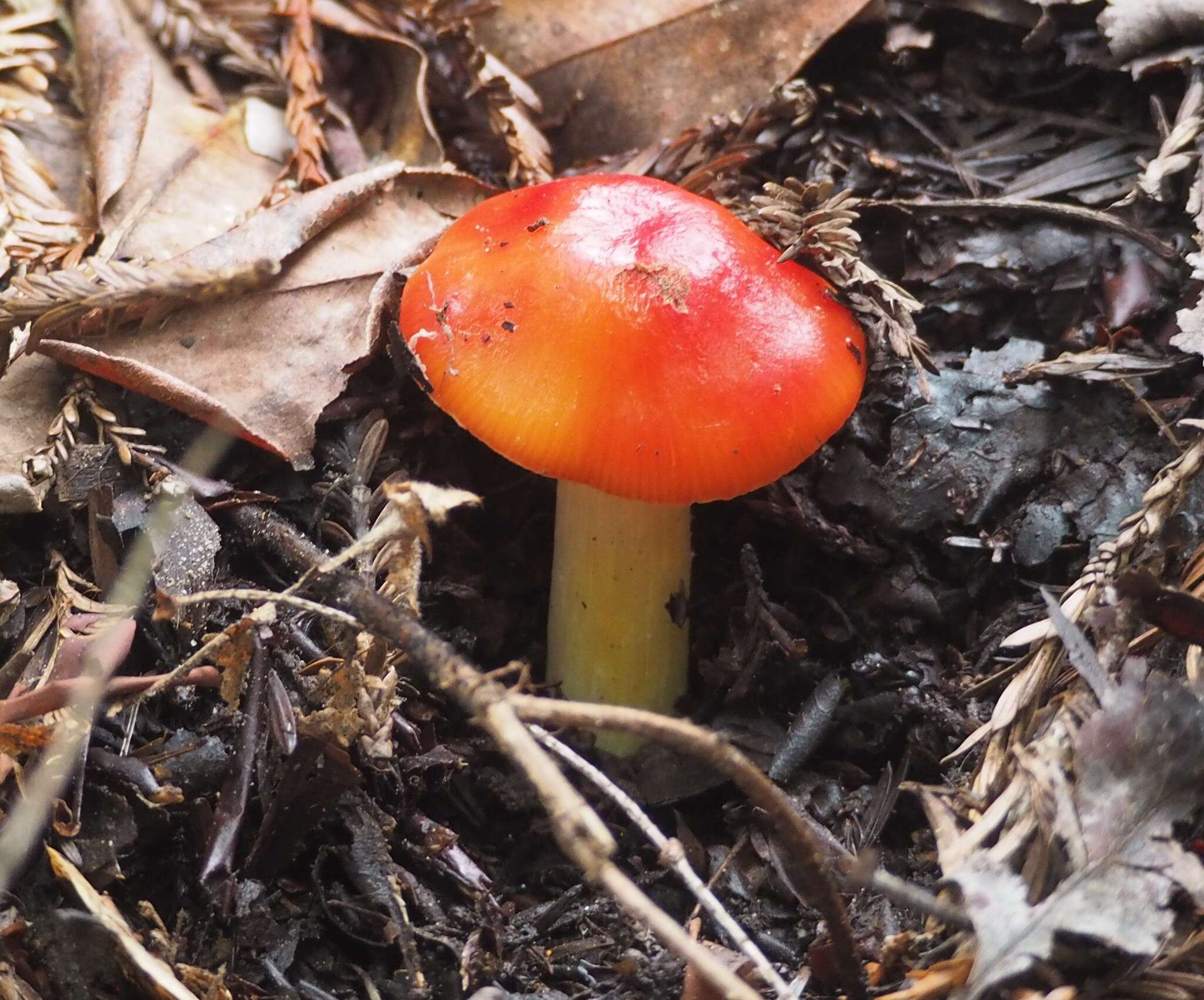 Imagem de Hygrocybe laetissima (A. H. Sm. & Hesler) Singer 1951