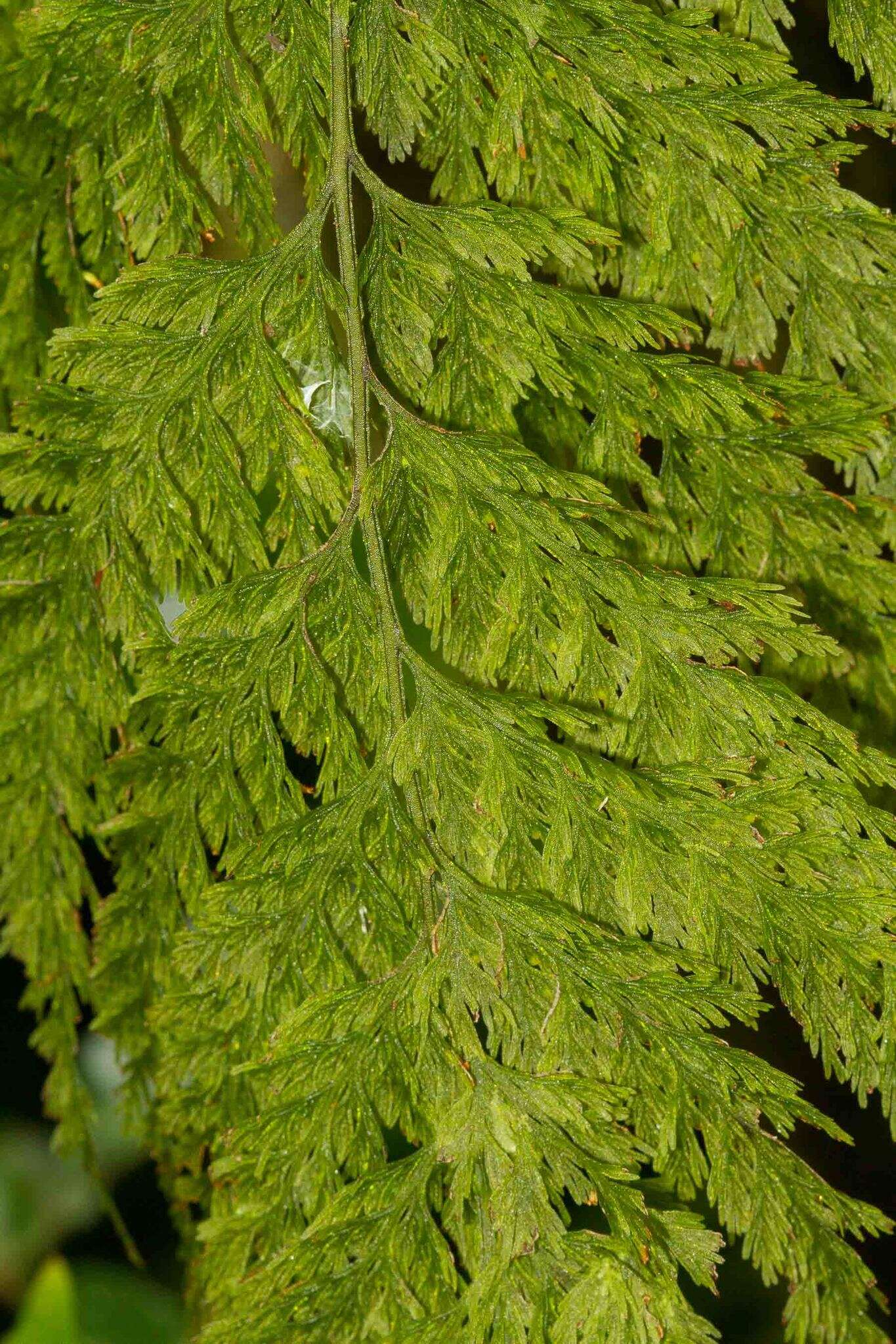 Image of Abrodictyum flavofuscum (v. d. Bosch) Ebihara & K. Iwats.