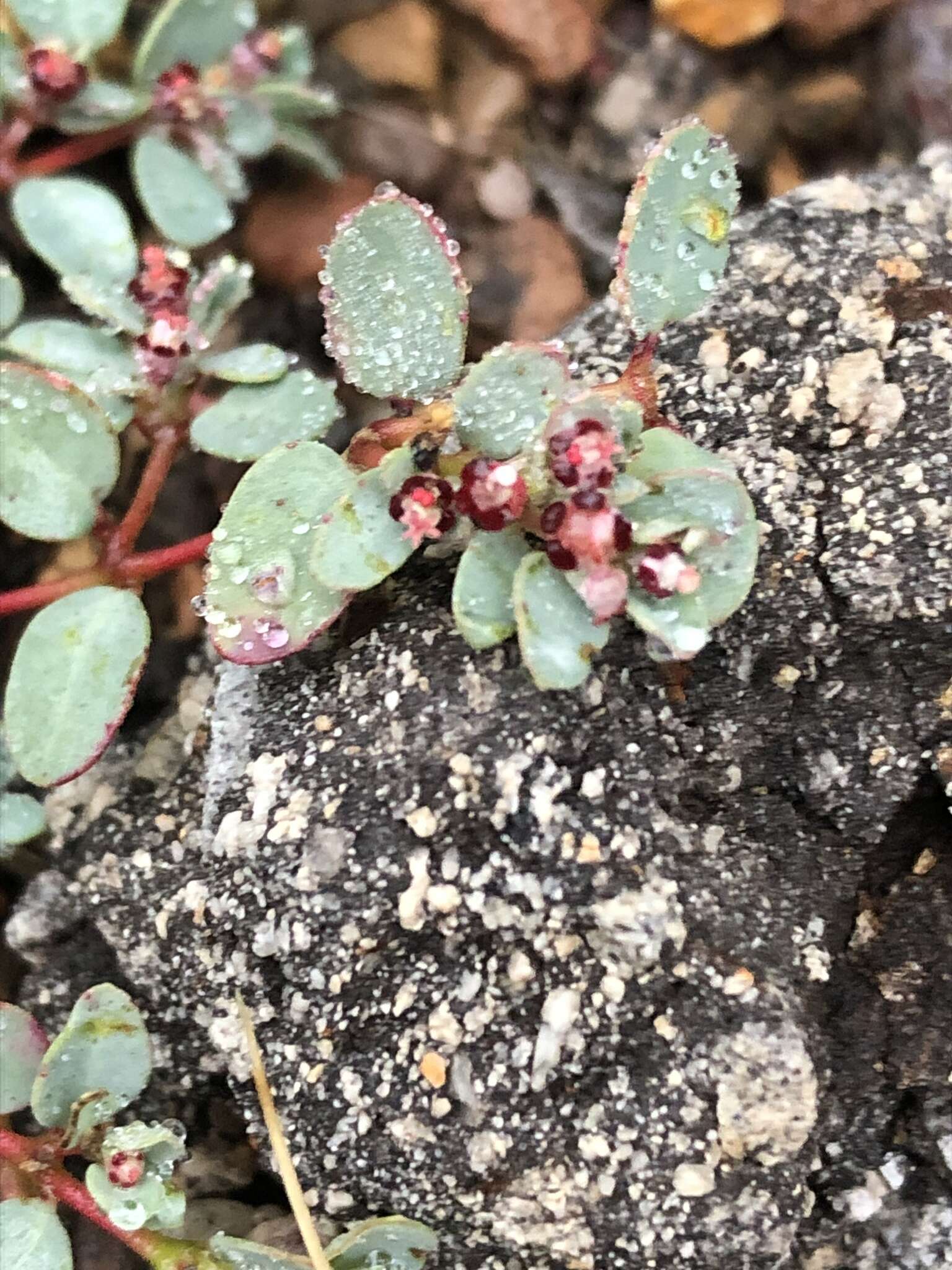 صورة Euphorbia cinerascens Engelm.