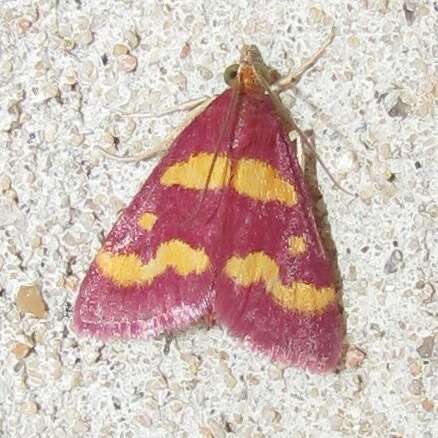 Image of Coffee-loving Pyrausta Moth