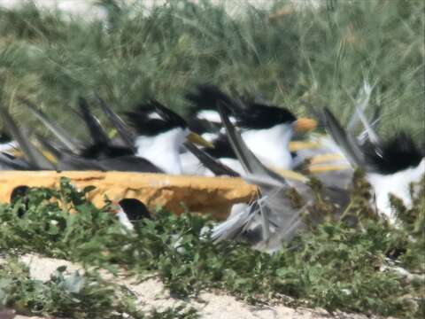 Image of Chinese Crested Tern