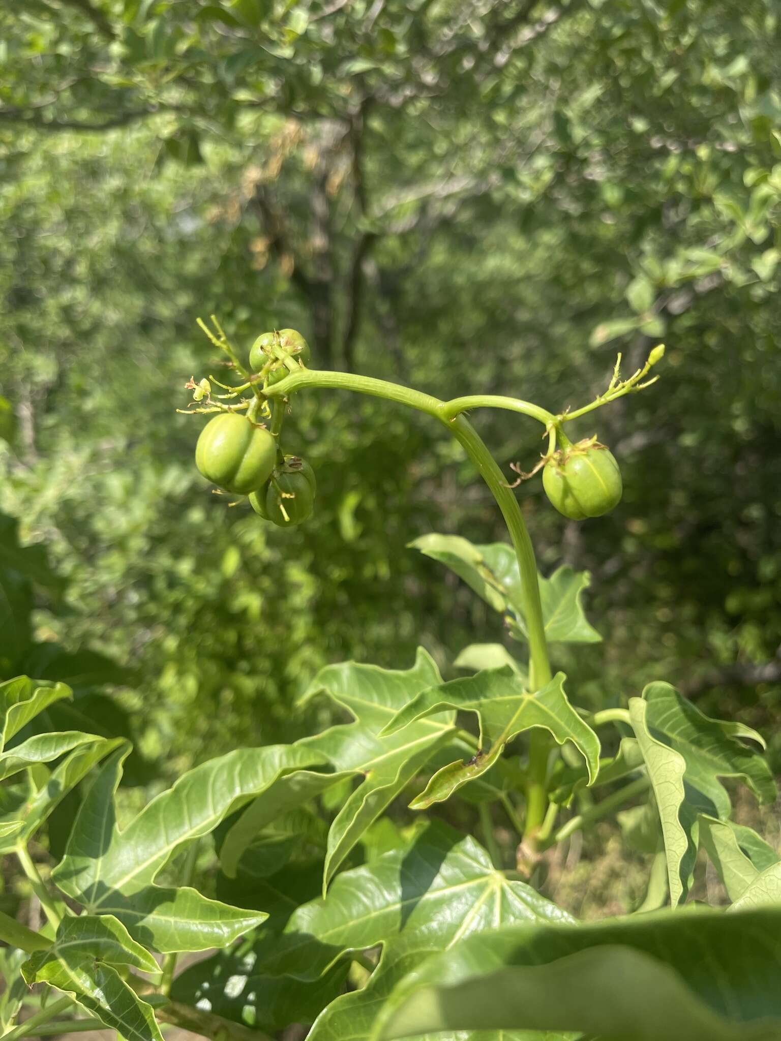 Image of Jatropha variifolia Pax