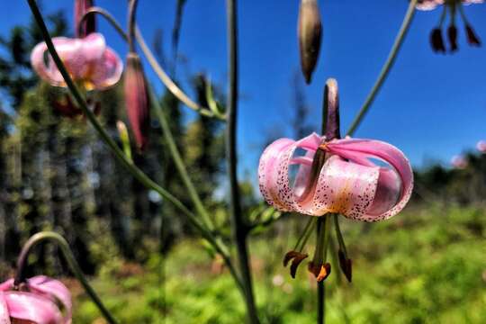 Image of Kellogg's lily