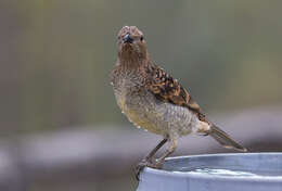 Image of Spotted Bowerbird
